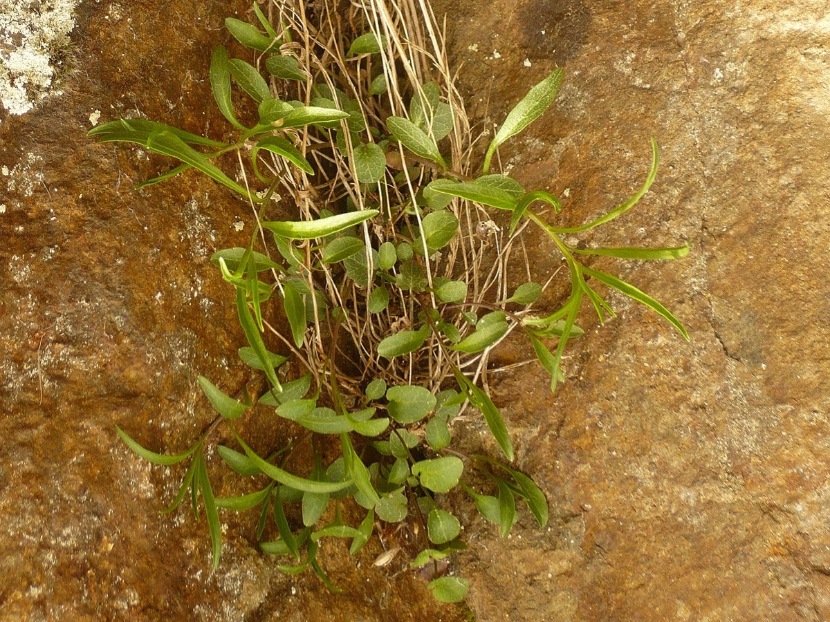 Campanula rotundifolia subsp. rotundifolia (Campanulaceae)